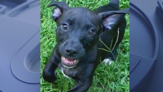 2-month-old puppy stolen from Anti-Cruelty animal shelter in River North