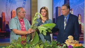 Foraging tours in suburban Oak Park with Dave Odd