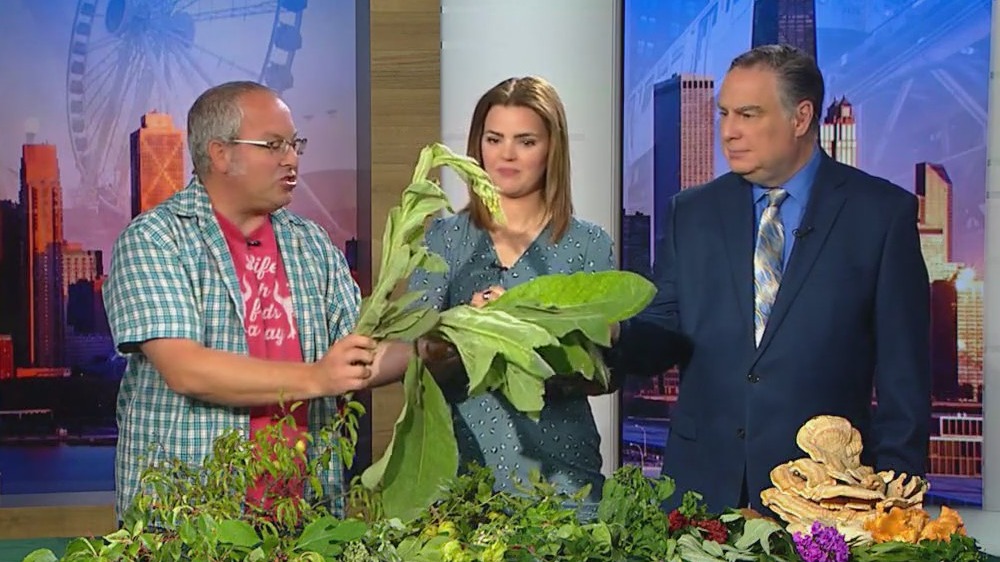 Foraging tours in suburban Oak Park with Dave Odd