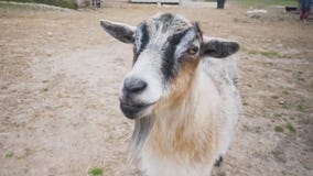 How animals are helping humans heal | Inside animal-assisted therapy