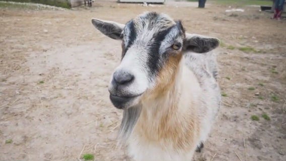 How animals are helping humans heal | Inside animal-assisted therapy