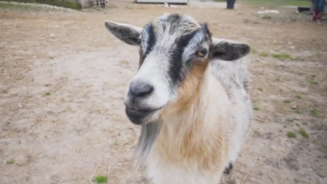 How animals are helping humans heal | Inside animal-assisted therapy