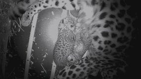 World's rarest big cat welcomes cubs at Brookfield Zoo | ChicagoNOW