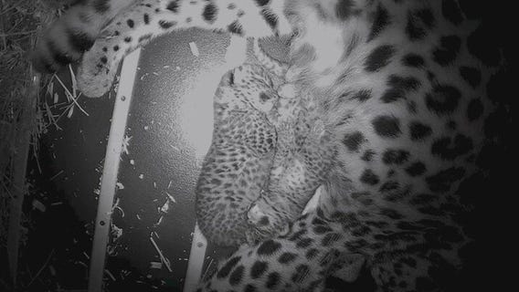 World's rarest big cat welcomes cubs at Brookfield Zoo | ChicagoNOW