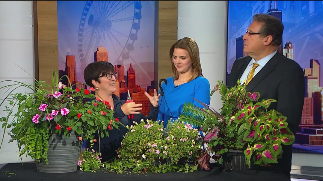 How to take care of your plants during the late summer