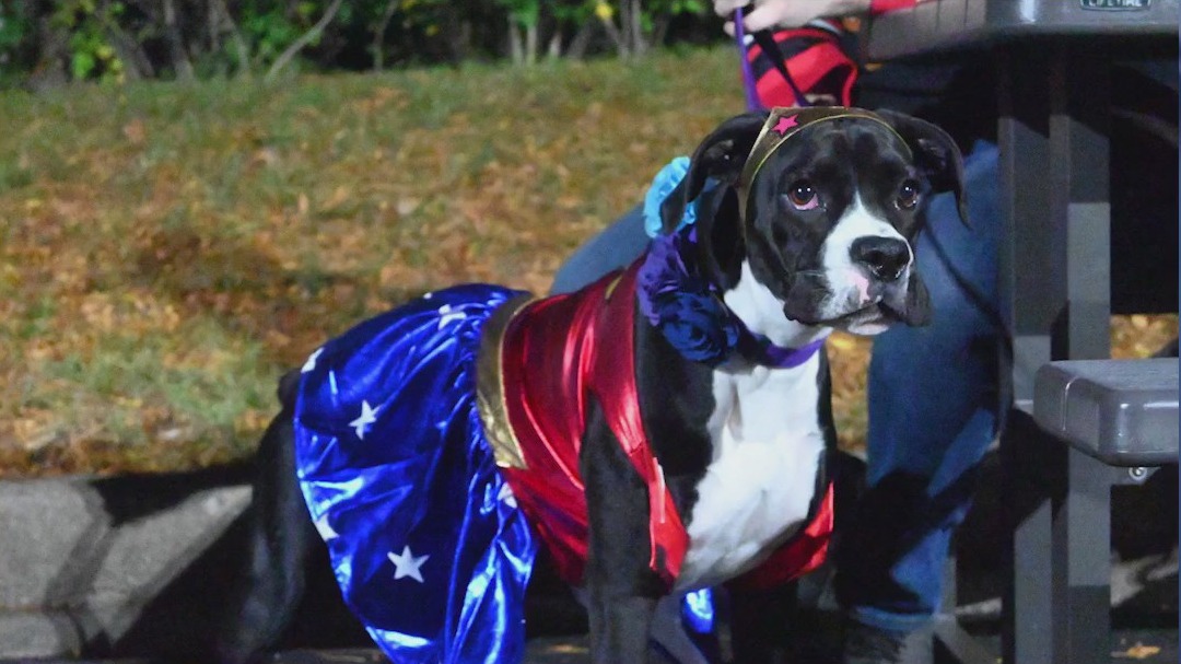 'Ales for Tails' pet photo contest helps raise funds for Naperville vet care