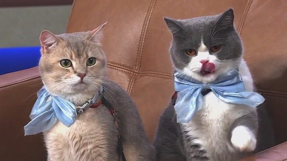 Viral sensations Louie and Todd redefine what it means to travel in style