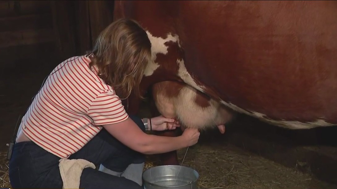 FOX 32's Elizabeth Matthews milks a cow live on TV ? here's why