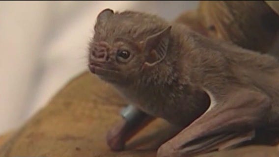 Bat in the mouth?! Woman faces huge medical bill after bizarre vacation encounter