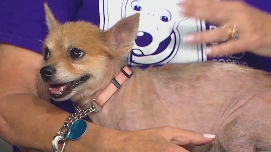 Twenty rescued Pomeranians now up for adoption at Border Tails Rescue