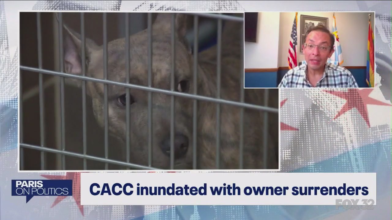 Paris on Politics: Chicago Animal Care and Control inundated with owner surrenders