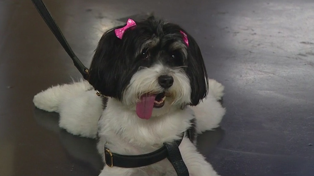 Chicago pup Bella nominated for 2025 Hambone Award