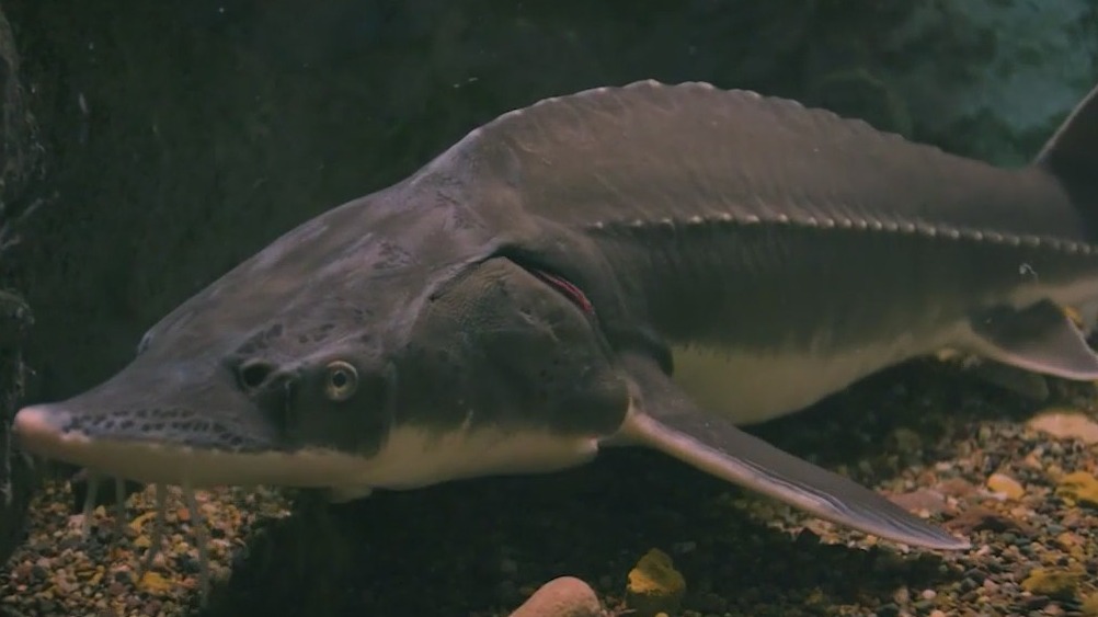 Meet the ancient lake sturgeon, a living fossil at Shedd Aquarium | ChicagoNOW
