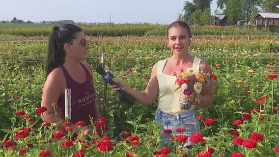 Explore late-summer beauty at Will County's blooming Wildflower Farm