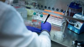 Northwestern study uncovers widespread scientific fraud | What we know