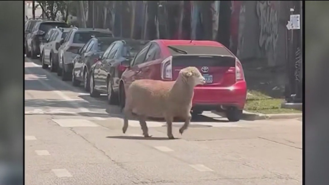 Wool you believe it? Runaway sheep wanders through Fulton Market