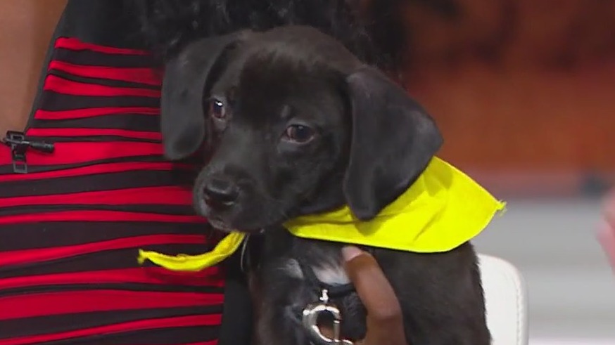 PAWS Chicago hosting adoption and foster pup events this week