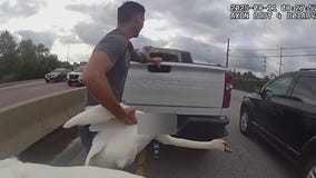 Bodycam video captures wild swan chase in Chicago suburbs