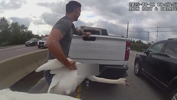 Bodycam video captures wild swan chase in Chicago suburbs