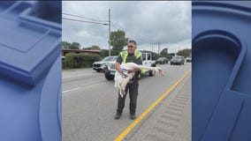 Birds of a feather block traffic together in Highland Park