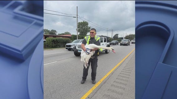 Birds of a feather block traffic together in Highland Park