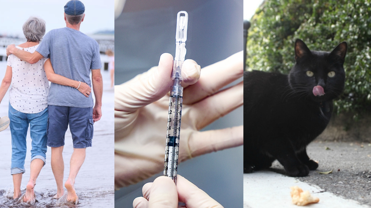 SuperAgers, mRNA vaccine research & ?black cat boyfriend? dating trend | ChicagoNOW