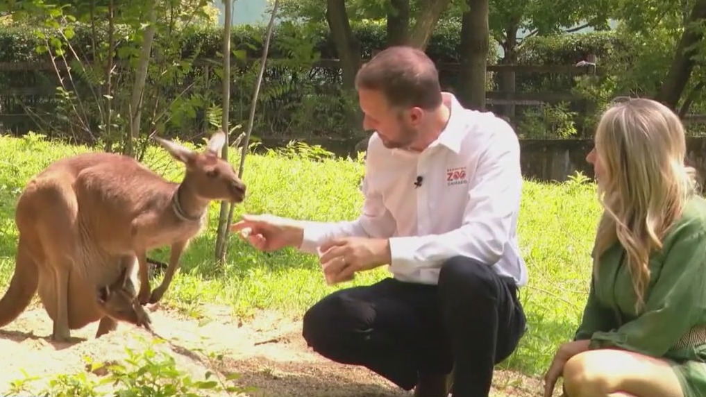 Bounce into Brookfield Zoo Chicago to catch these kangaroos