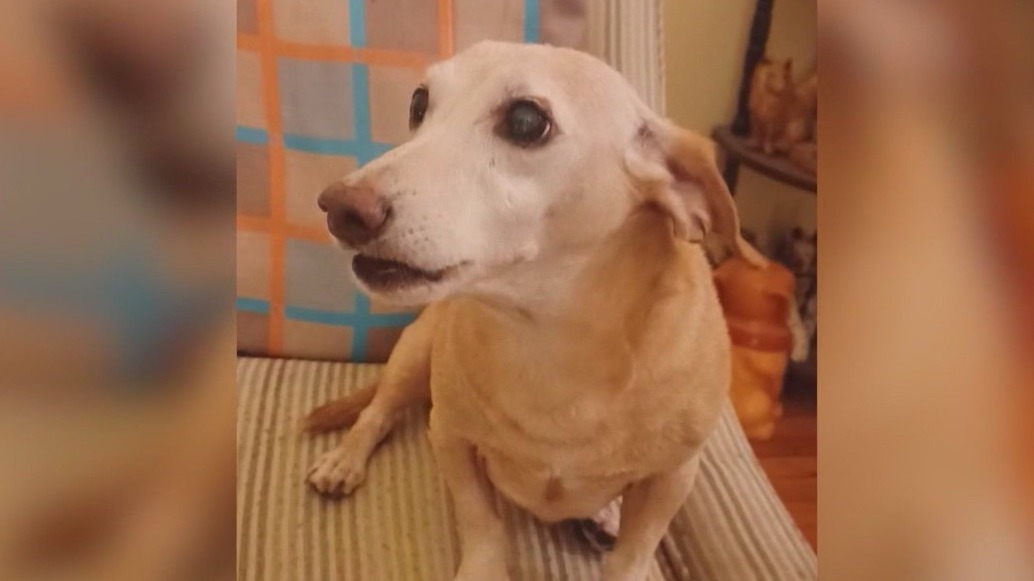 Stolen service dog reunited with owner after going missing for 2+ months