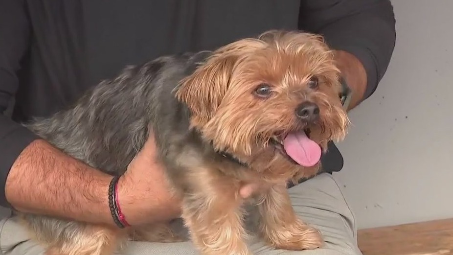 Chicago Dogs host final edition of Bark at the Ballpark