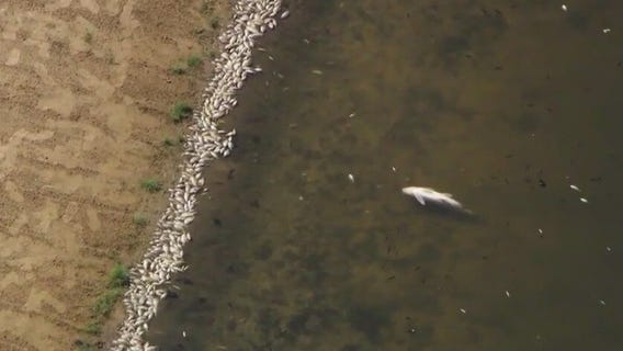 Dozens of dead fish floating in suburban Chicago lake
