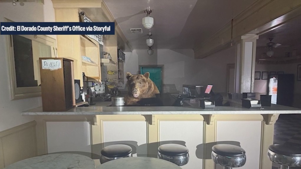 Viral photos show bear crashing ice cream shop