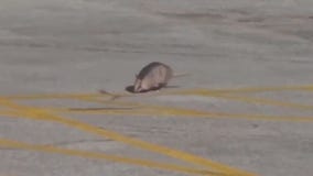 Armadillos expand their range into Indiana