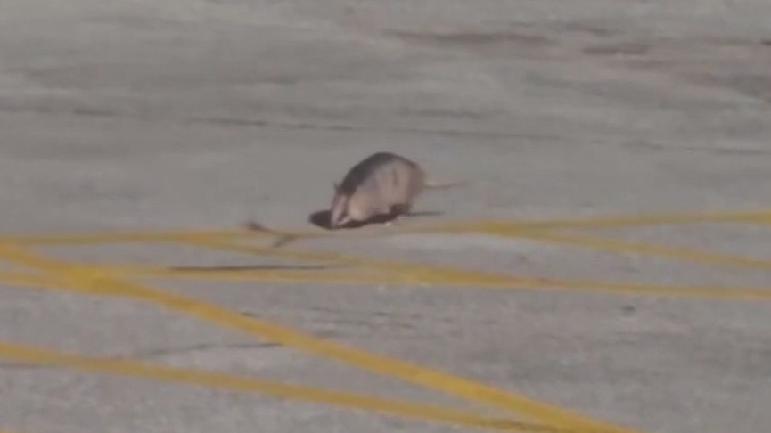 Armadillos expand their range into Indiana