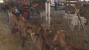 Let loose this weekend at the Will County Fair