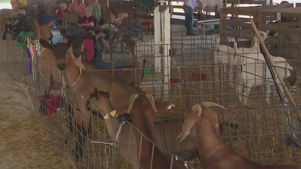 Let loose this weekend at the Will County Fair
