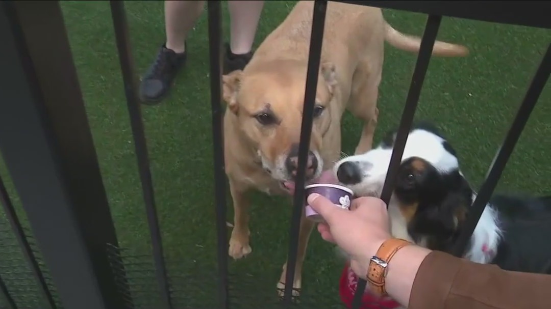 Celebrate National Dog Day at Pup Social ? a luxury hangout in Chicago