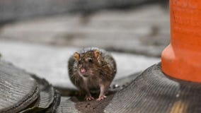 Lincoln Park Zoo testing out new rat contraception | ChicagoLIVE
