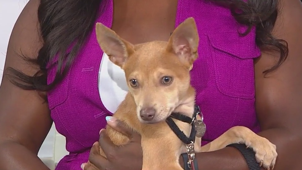 PAWS Chicago shares Labor Day pet safety tips and adoption news