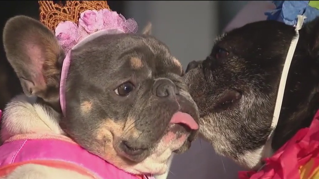 Dogs take center stage in Chicago fashion show