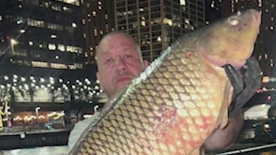 35-40 pound carp caught in Chicago River goes viral | ChicagoNOW