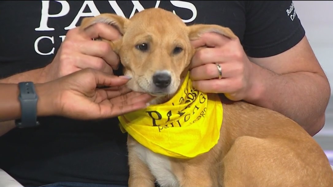 Meet your new best friend: Adoptable pet from PAWS Chicago + upcoming events!