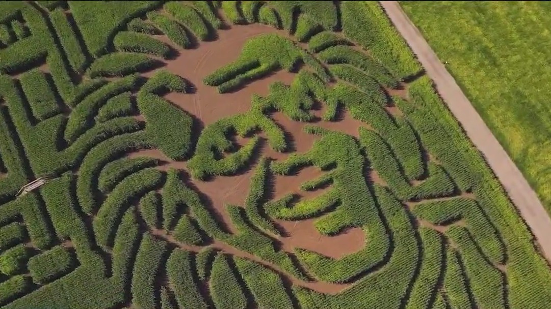 Step into the world's largest corn maze ? with a Back to the Future twist!