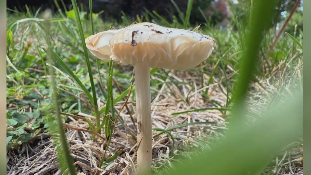 Mushrooms begin popping up all over Chicago area