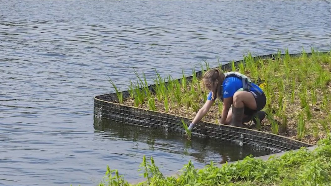 Beyond Chonkosaurus: How floating wetlands could bring new life to the Chicago River | ChicagoNOW