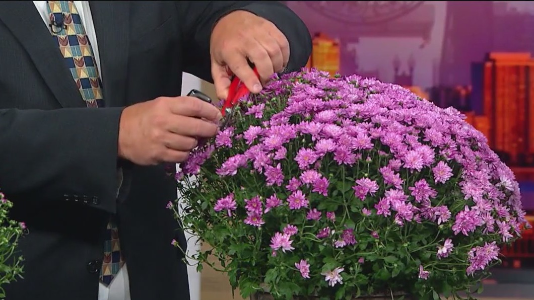 How to choose the best mums to brighten up your fall