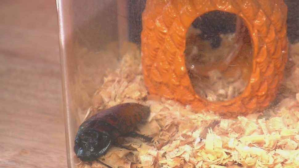 Chicago?s ?Bug Girl? crawls into the studio with creepy-cool guests