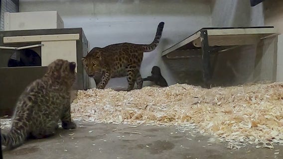 Two rare Amur leopard cubs thriving at Brookfield Zoo Chicago