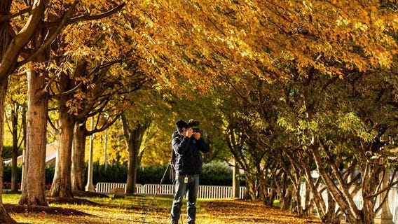 Expert explains how warm, dry weather could impact Chicago?s fall colors