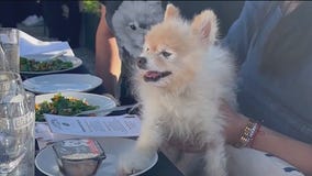 Dogs could be welcome indoors at Chicago restaurants under new proposal