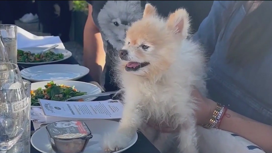 Dogs could be welcome indoors at Chicago restaurants under new proposal